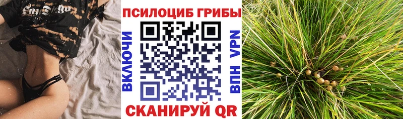 Галлюциногенные грибы Psilocybine cubensis  Богородск 